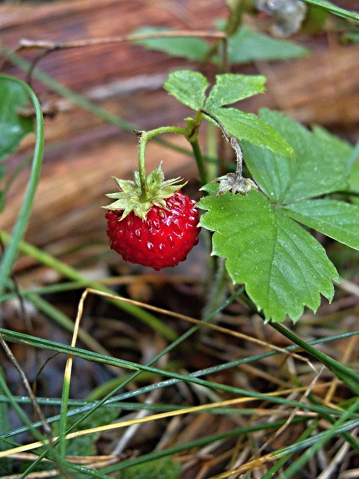 Red berries macro