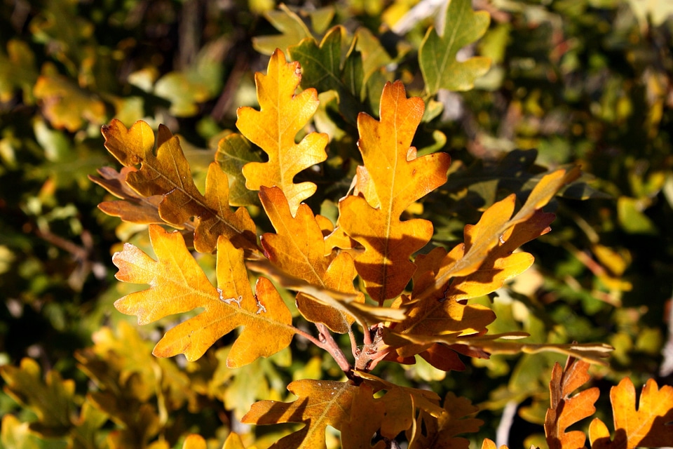 Autumn autumn season forest