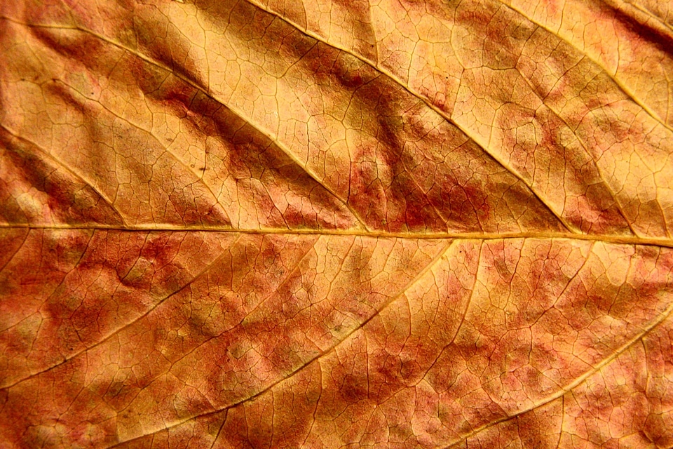 Close leaf leaves
