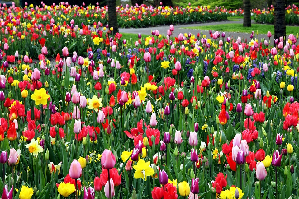 Flower Garden flowering flowers