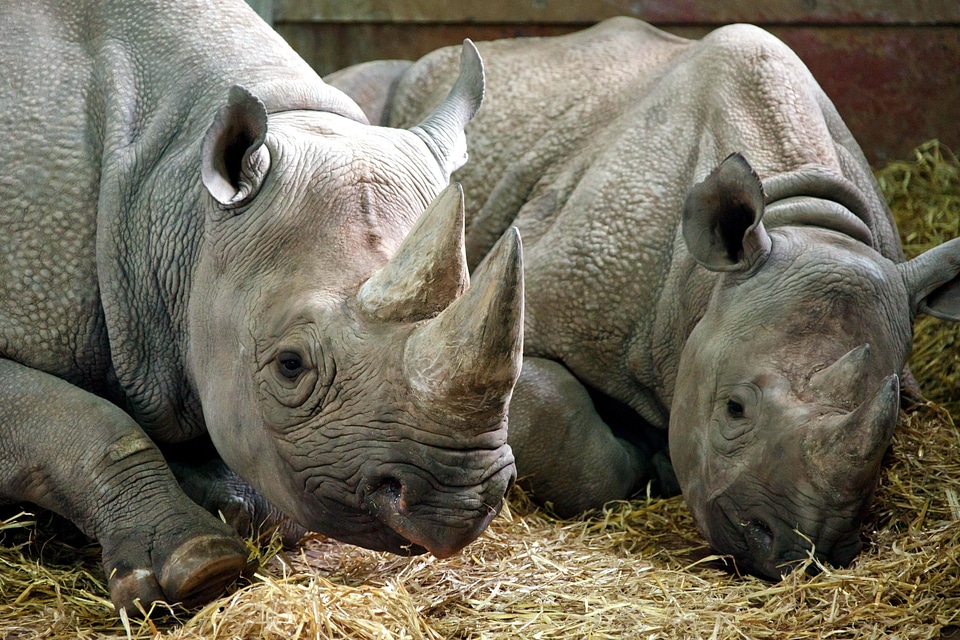 Animals mammal rhinoceros