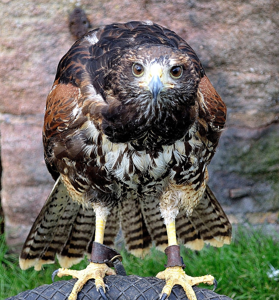 Bird hawk predator photo