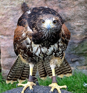 Bird hawk predator