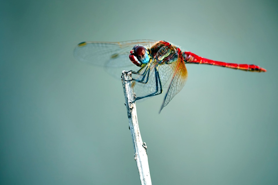 Beautiful Photo details dragonfly