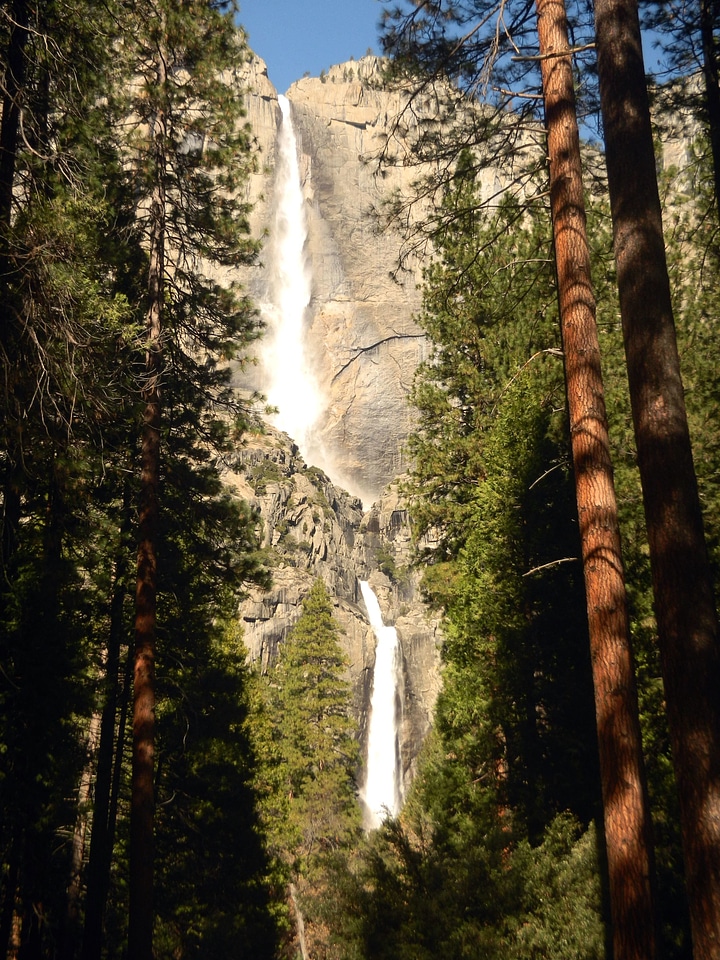 Forest landscape mountain