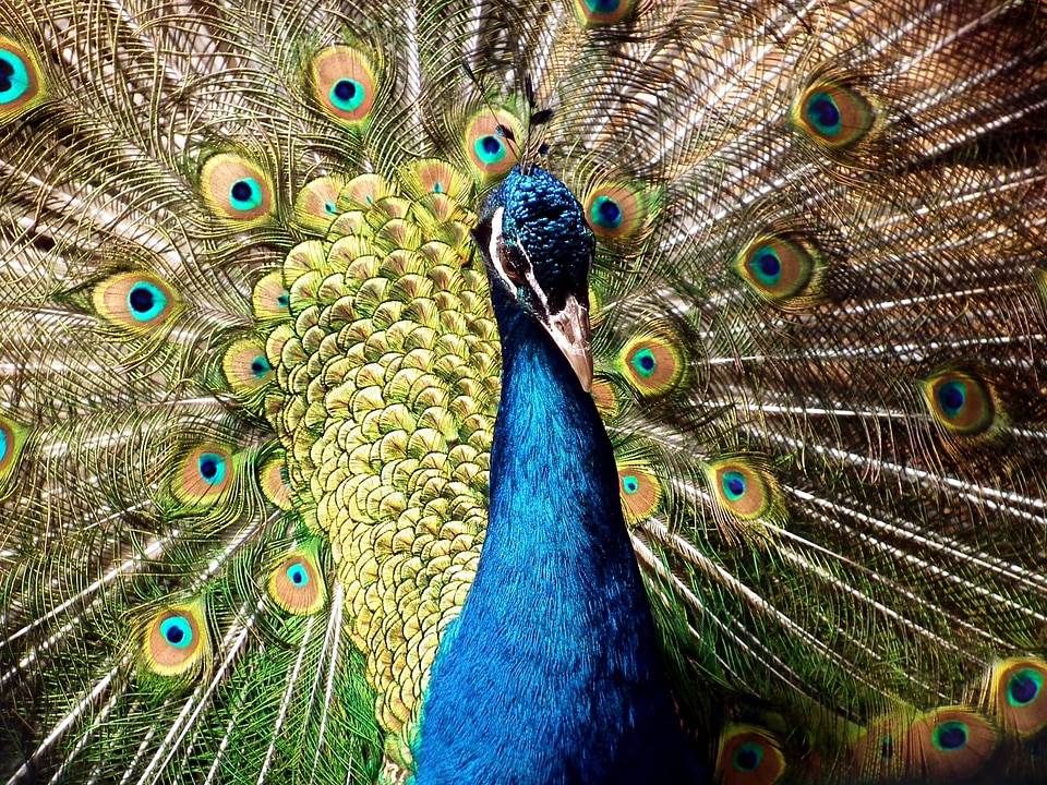 Animal beautiful photo bird