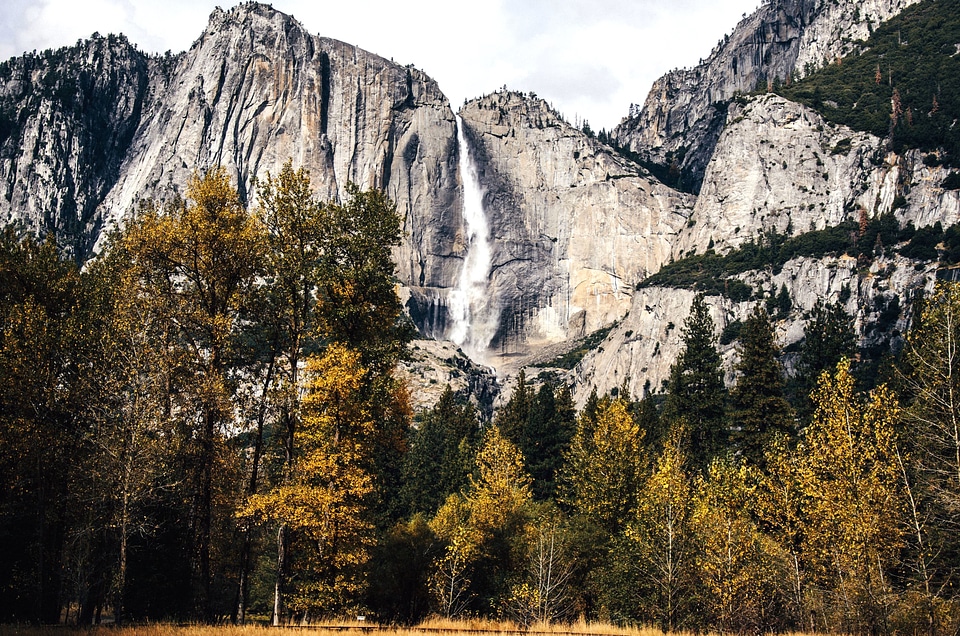 Forest landscape mountain