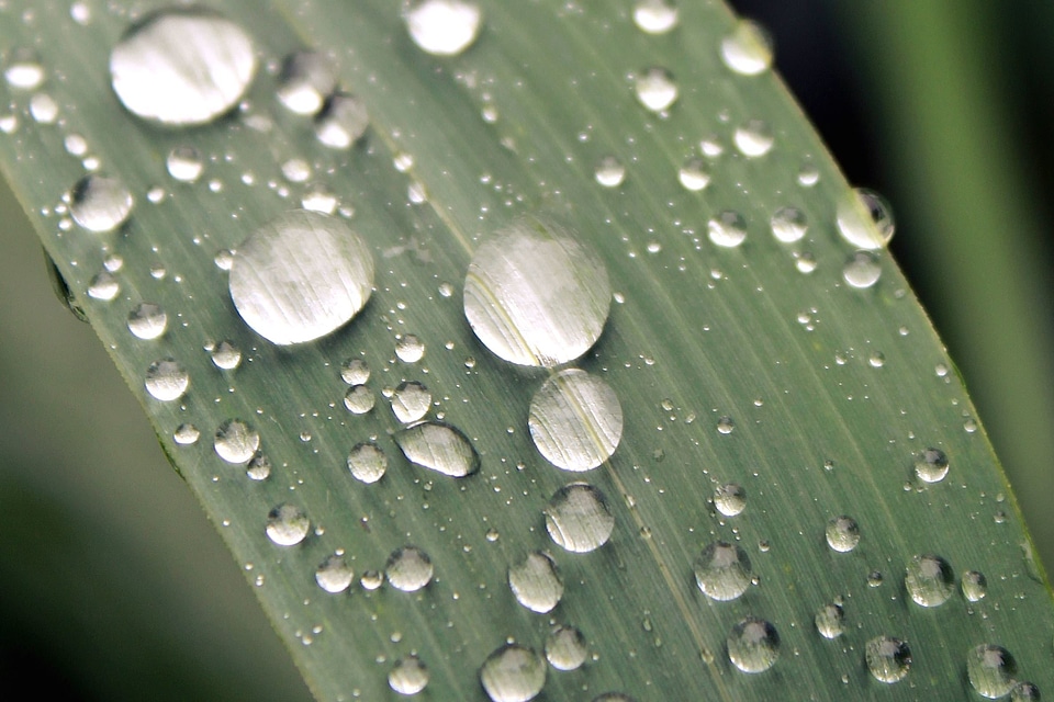 Beautiful Photo dew green grass