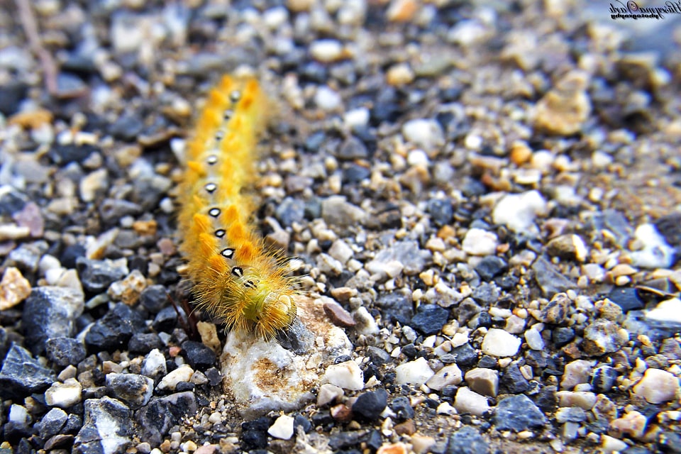 Insect larva paving stone