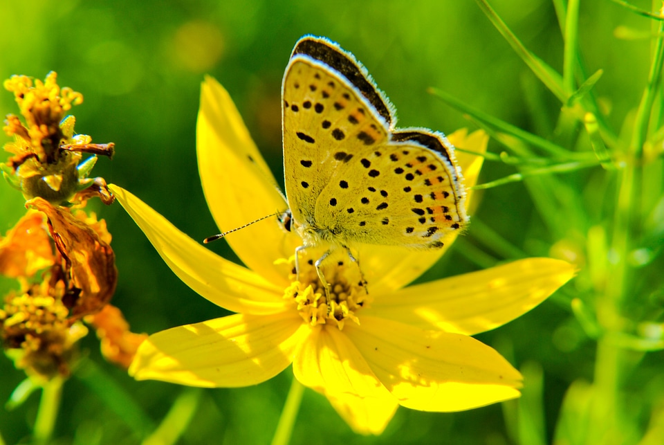 Summer butterfly wings