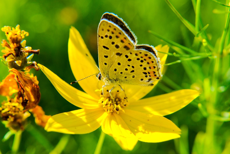 Summer butterfly wings photo