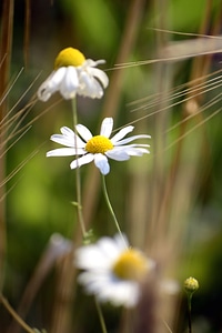 Environment field flora