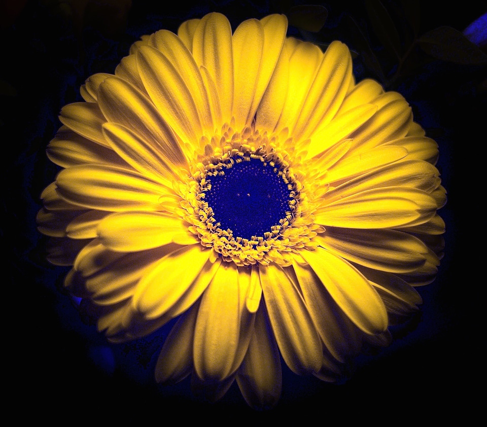 Beauty blooming botanical