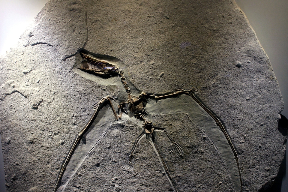Fossil rock 
