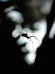 Dark insect shadow