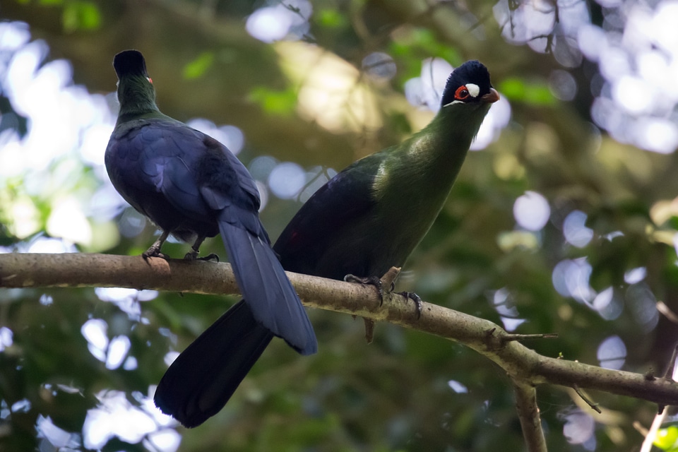 Wildlife perching crested