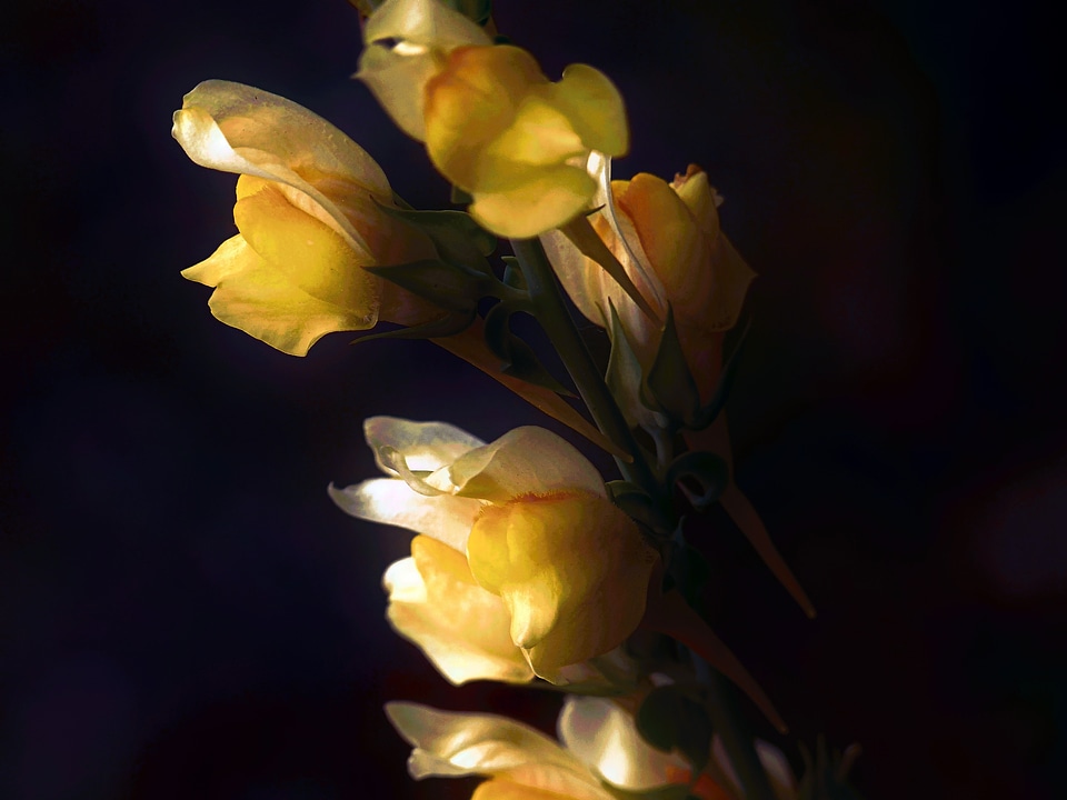 Antirrhinum majus garden flower