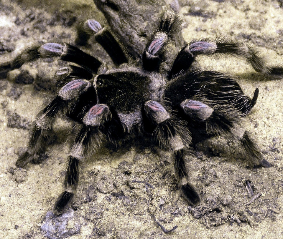 Insect spider tarantula