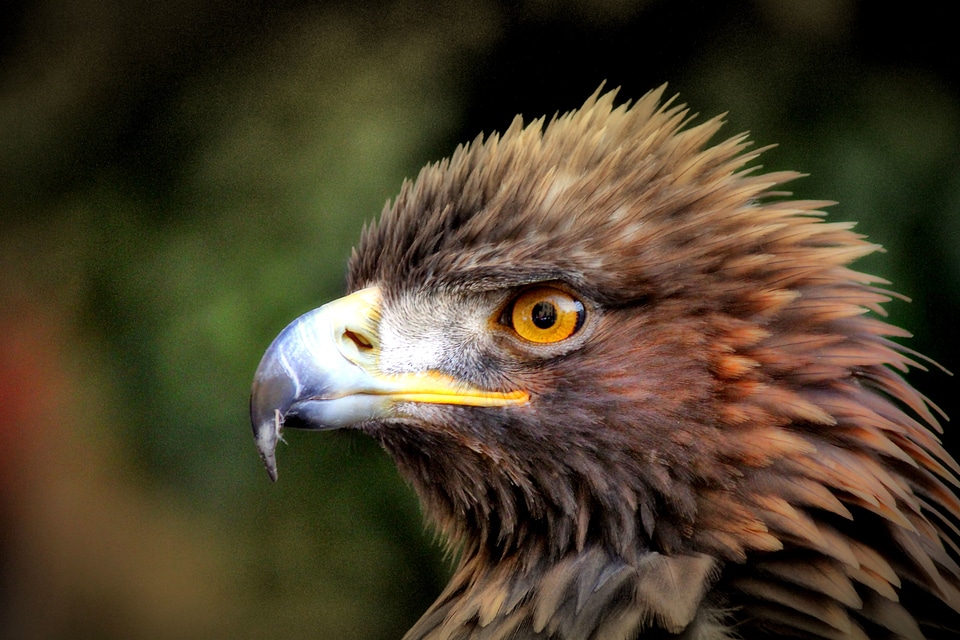 Beautiful Photo bird eagle