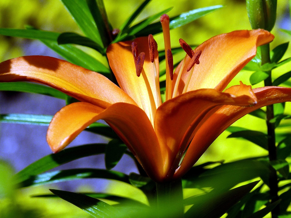 Beautiful flower lily