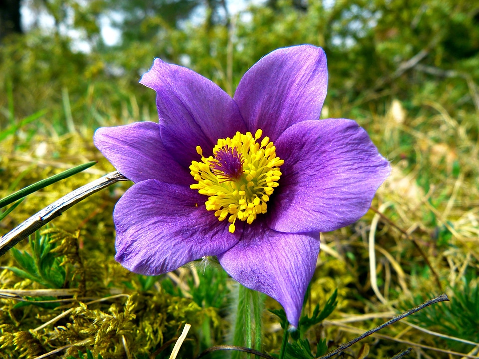Beautiful Photo flowers grass