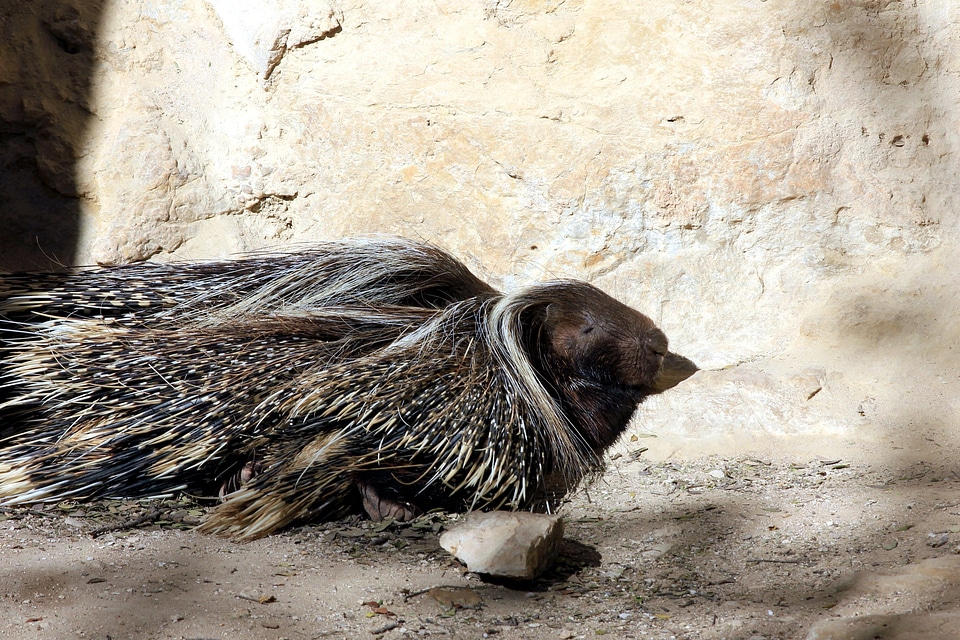 Animal bird porcupine