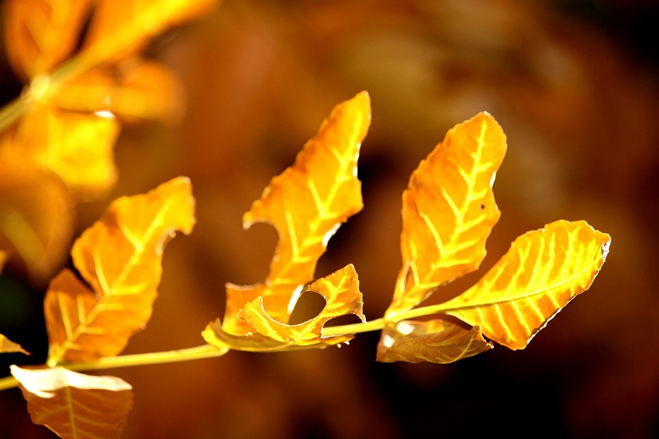 Autumn autumn season leaf