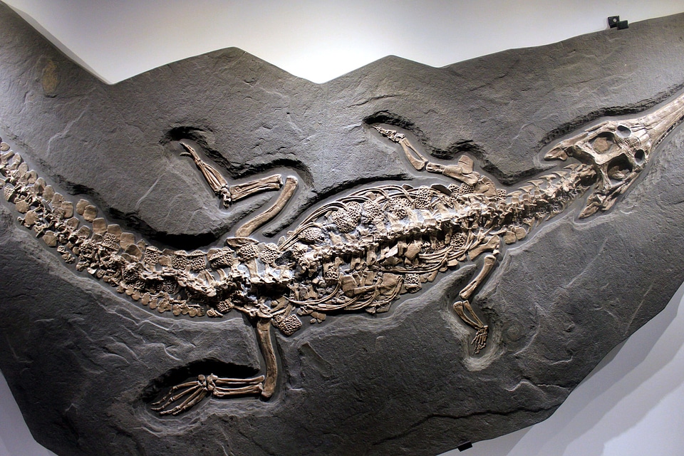 Animal fossil stone