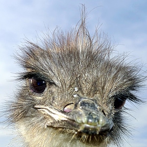 Bird head ostrich photo