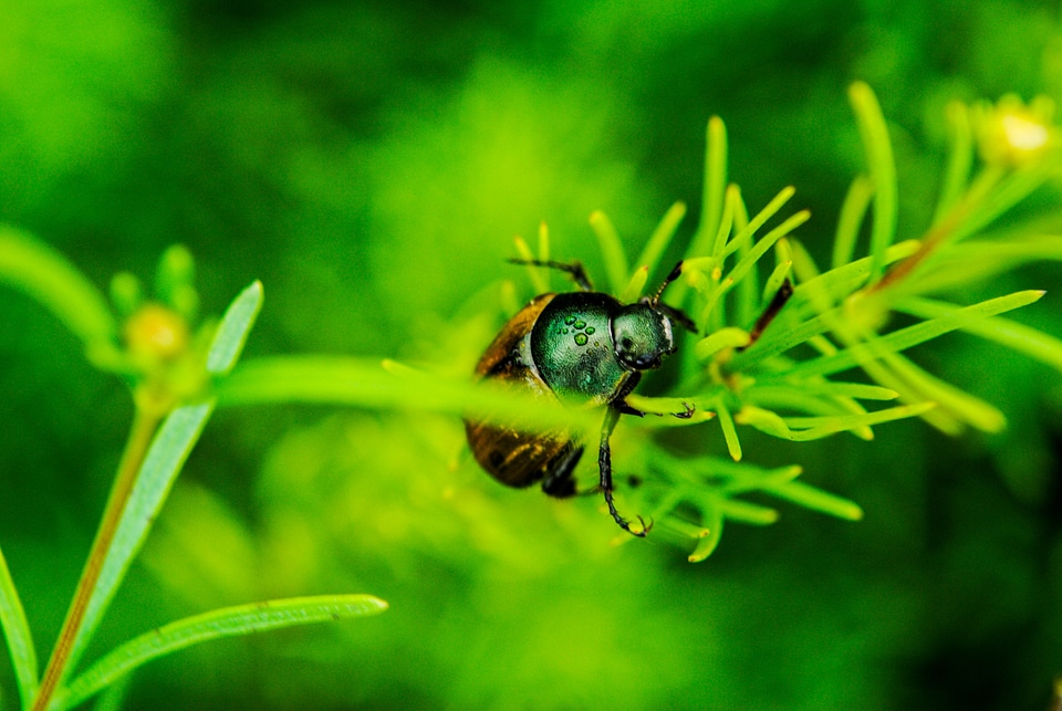 Meadow grass beetle