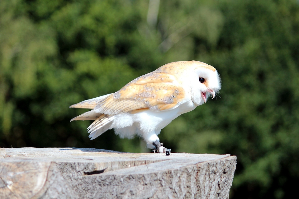 Animal barn owl bird