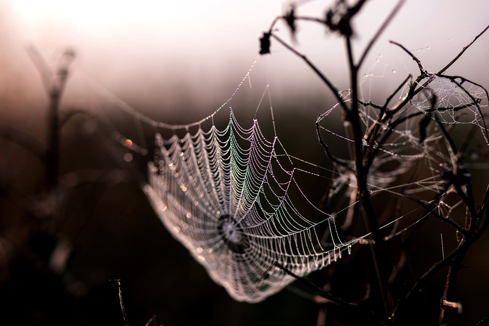Beautiful Photo dew mist