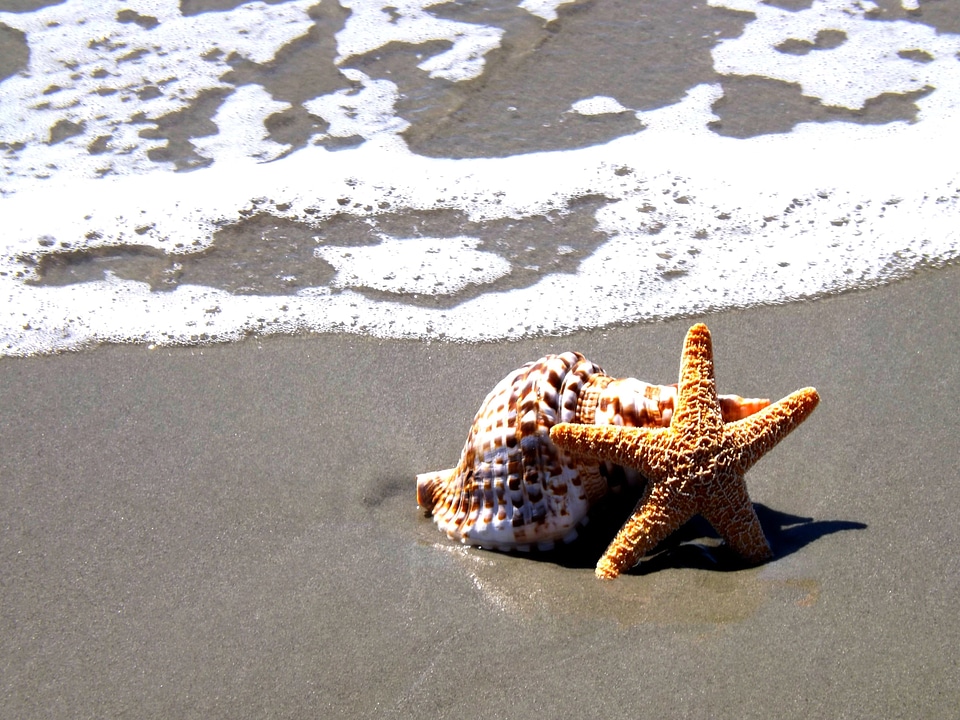 Beach seashell shell