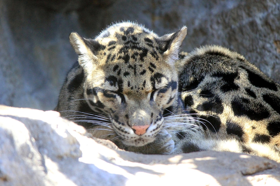 Animal leopard predator