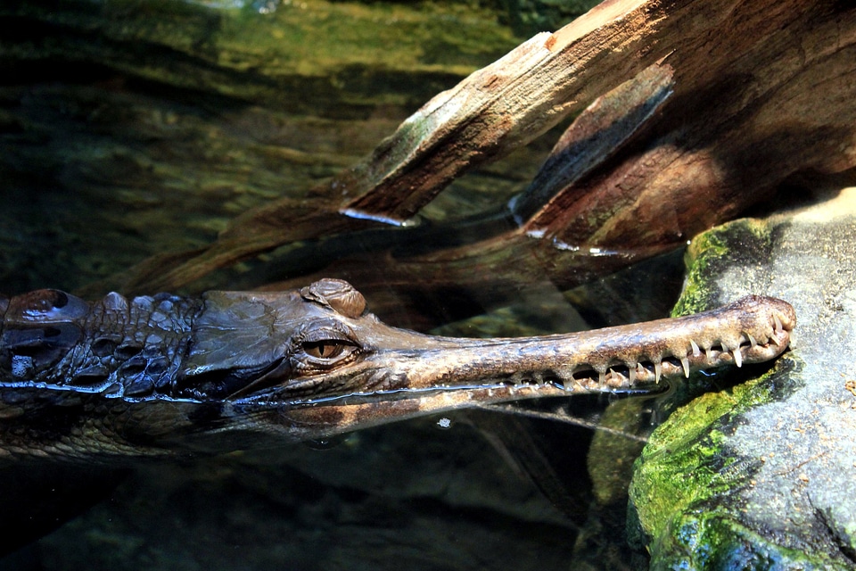 Animal predator reptile