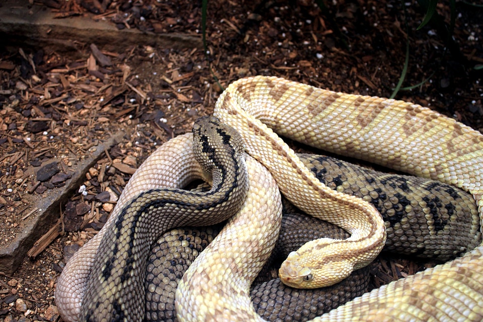 Animals rattlesnake reptile
