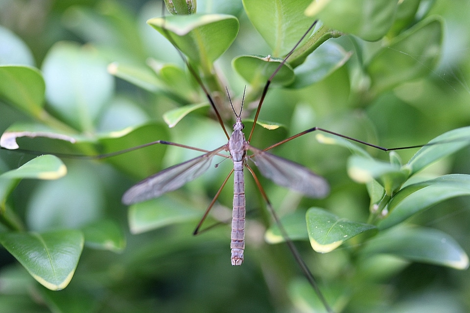 Diptera schuster insect