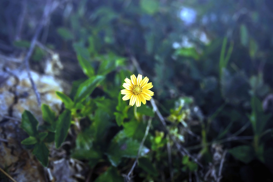 Flower petal wildflower