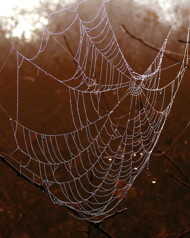 Dew spider spider web