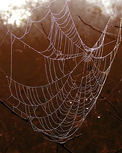 Dew spider spider web photo