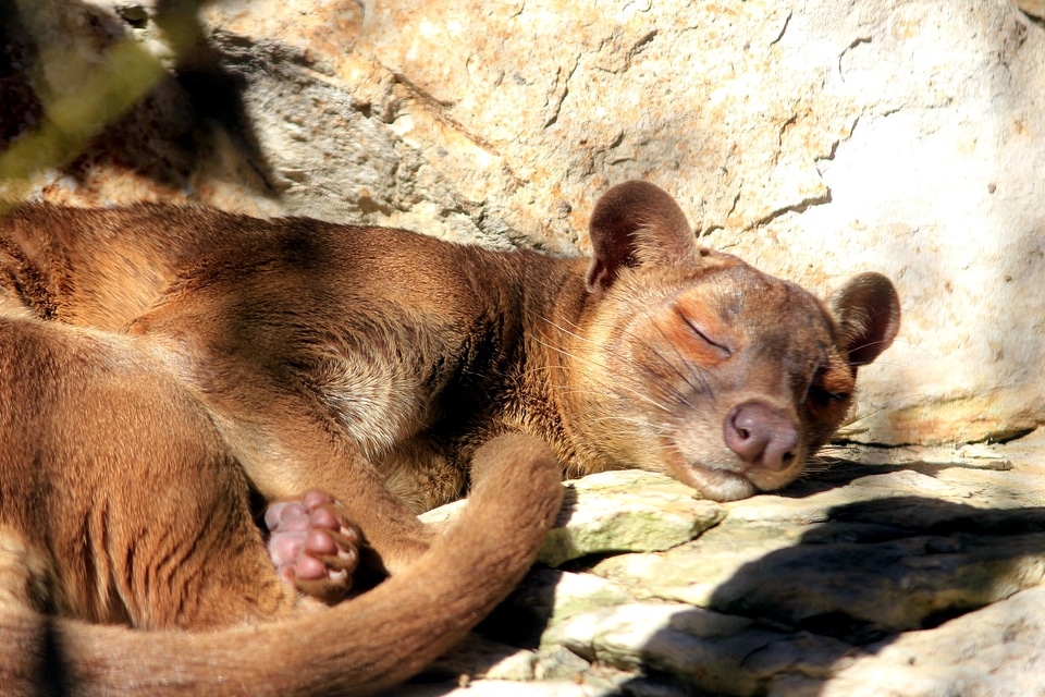 Animal mammal sleeping