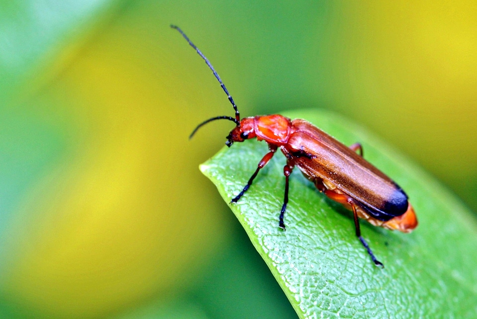 Beautiful Image beautiful photo beetle photo