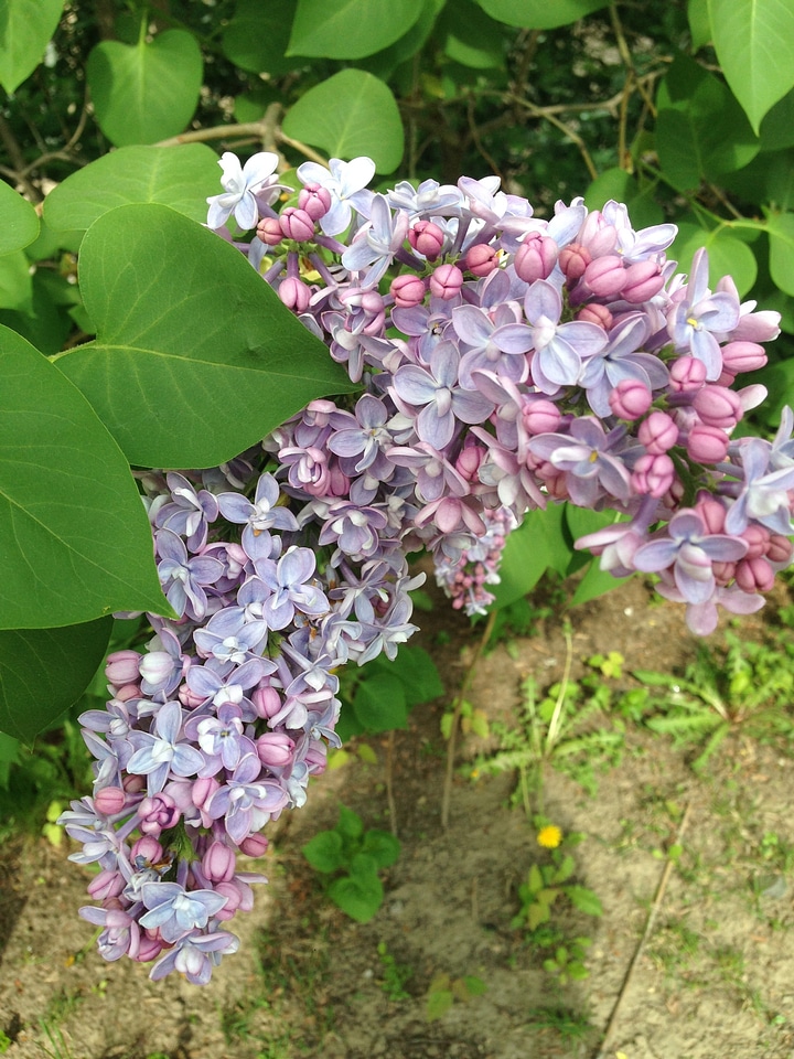 Lilac nature floral
