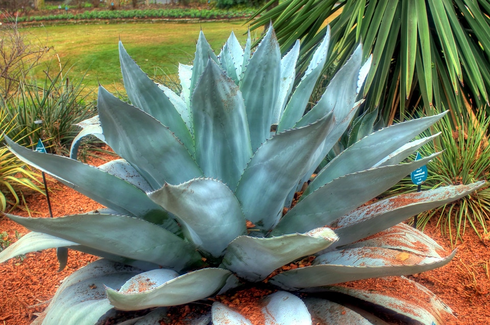 Agave Asparagaceae cactus desert plant