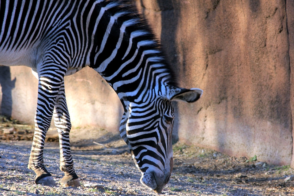 Animal beautiful photo mammal