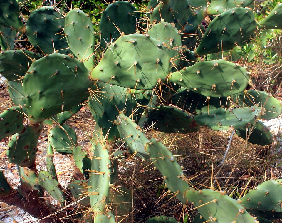 Cactus desert desert plant
