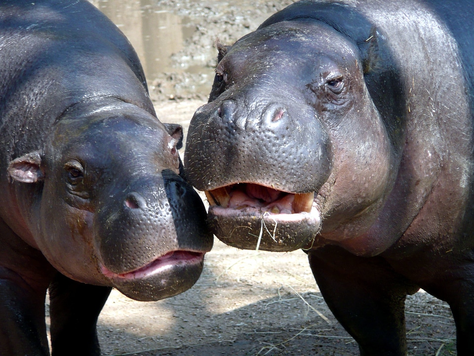 Animals hippopotamus mammal