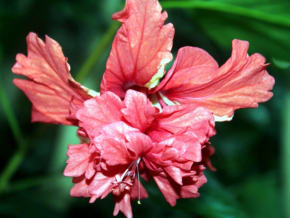 Beautiful Photo flower hibiscus