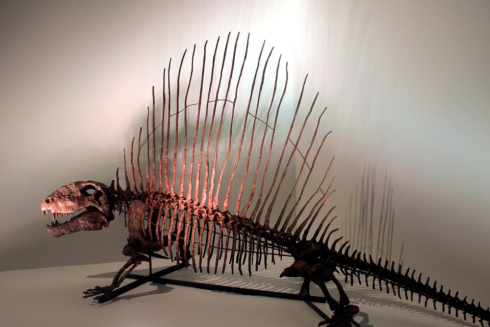 Animal dinosaur dinosaurs