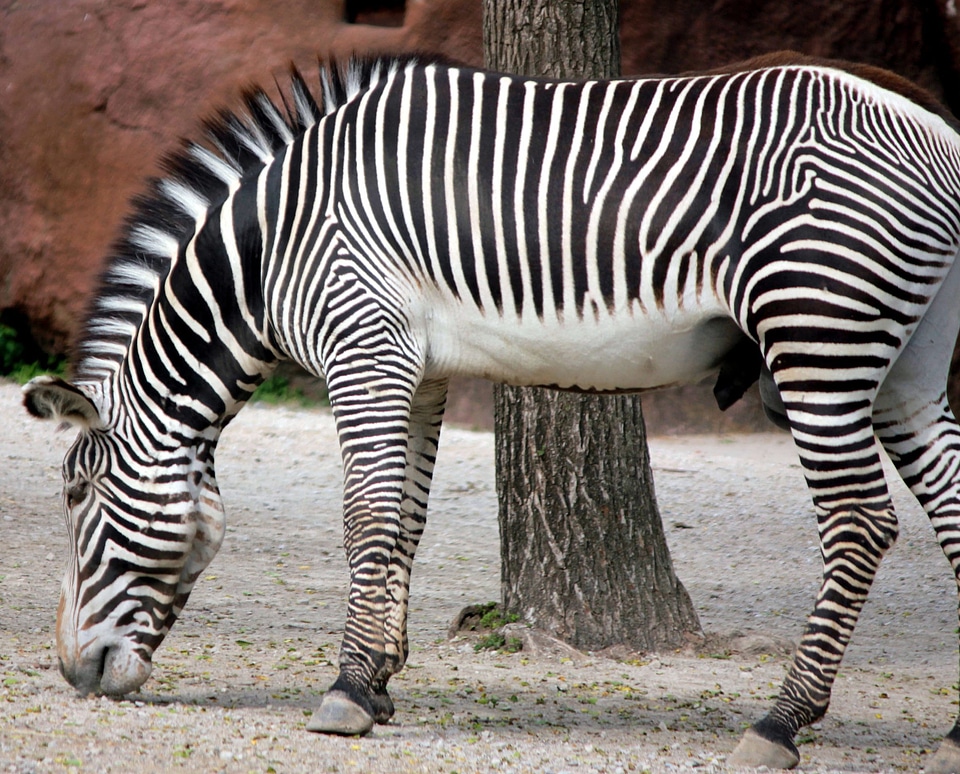 Africa animal mammal